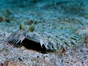 Peacock flounder , taken at El Qudim with Canon G10 by Beate Seiler 